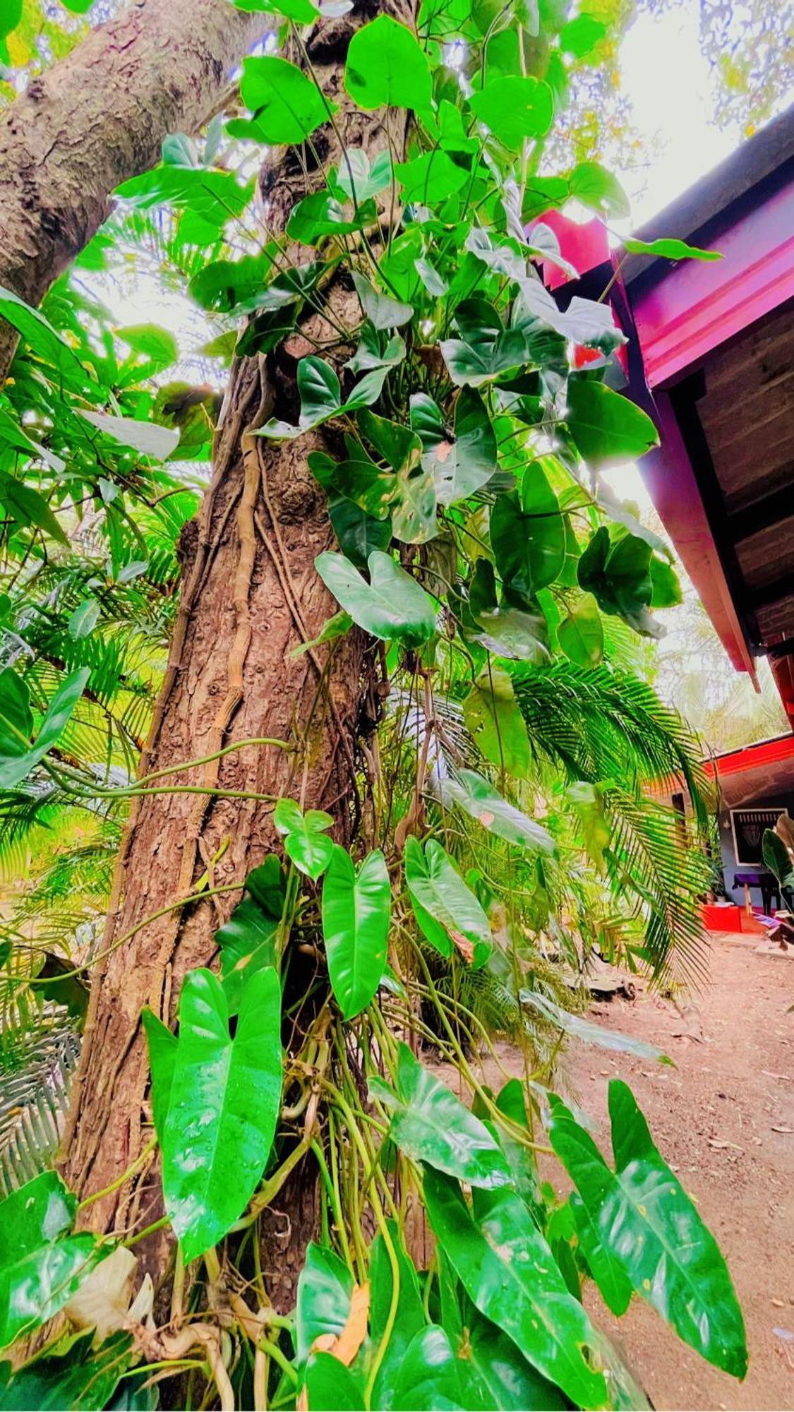 Green Grass Homestay สิกิริยา ภายนอก รูปภาพ